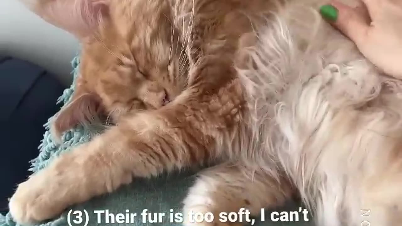 Why I Regret getting Maine coon Cat.....!
