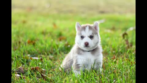 dog funny video#shorts