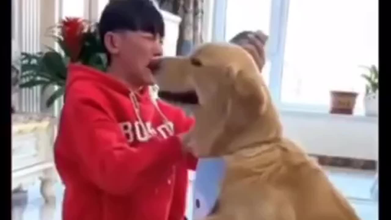 Man vs Dog // cute cat\\ #dog #man #cutestdog #catanddog #mans #catolicoapostolicoromano