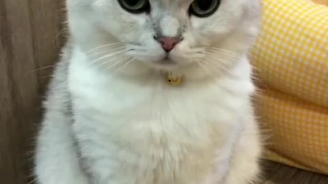 279_🤣 #cat #catsoftiktok #funnycat #funnycatsoftiktok #catslovers #foryou