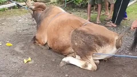 seconds seconds dropped the giant cow