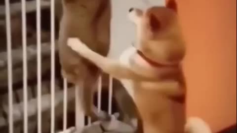 Cat Funny Videos