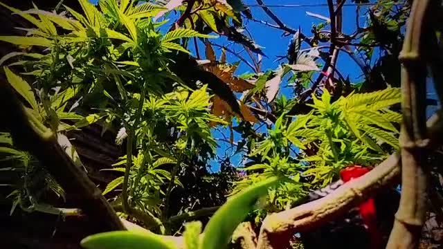 Cape FLATS Cannibas West COAST Cannibas