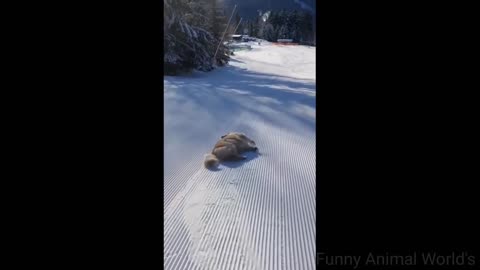 Dog will teach surfing 😂😂 || Dog funny seen 🤣🤣😂