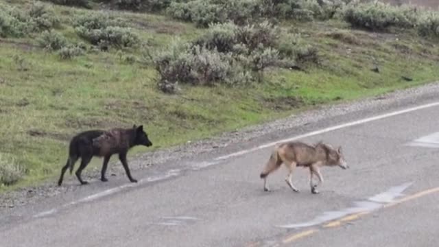 Seeing the descendants of wolf 540F who inspired my life working with wildlife.