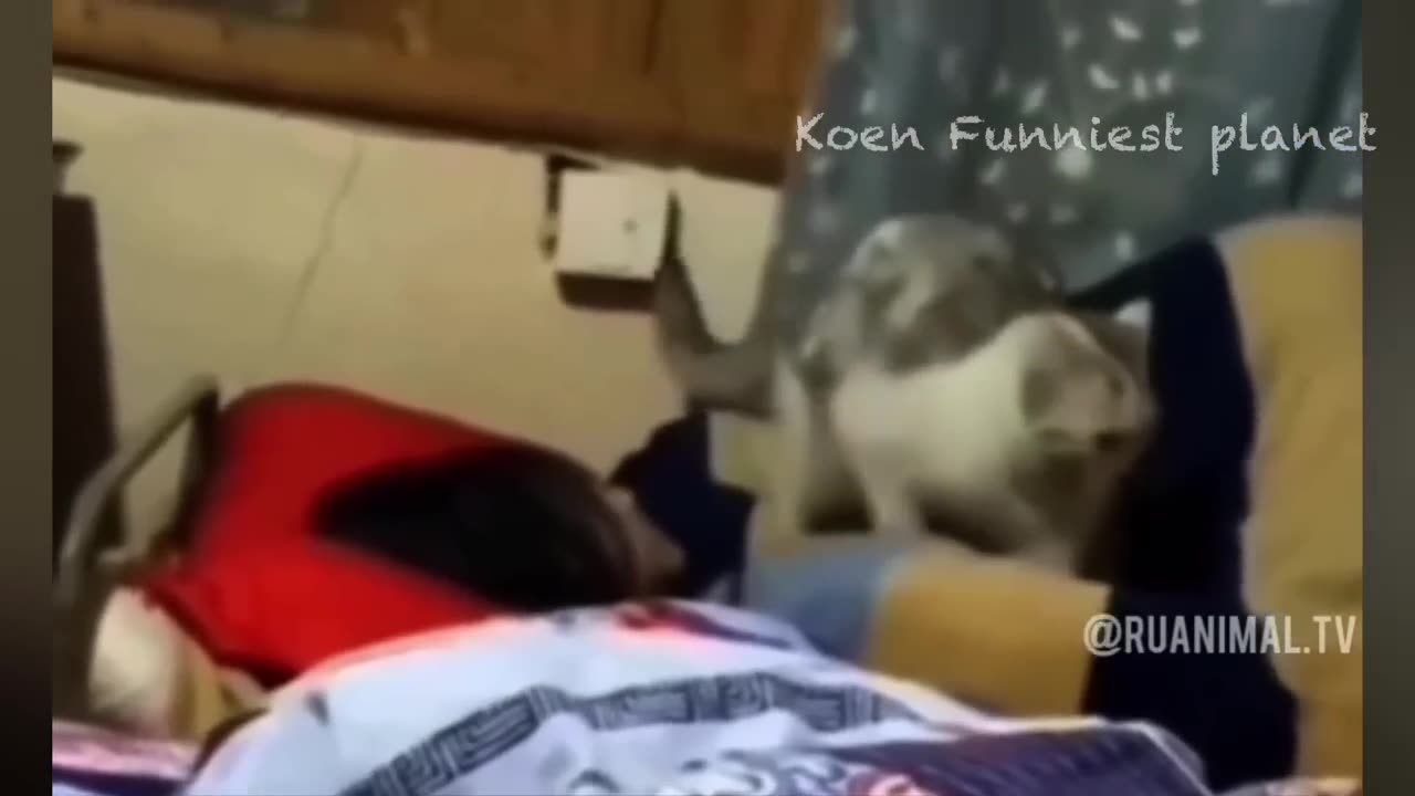 Animal funny clips