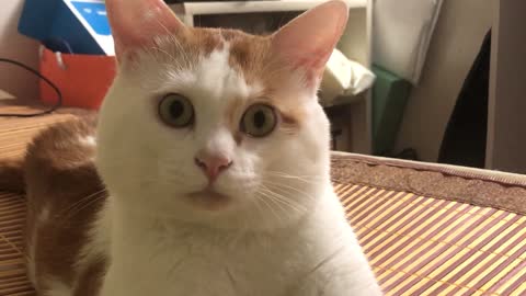 It always looks at me like this!
