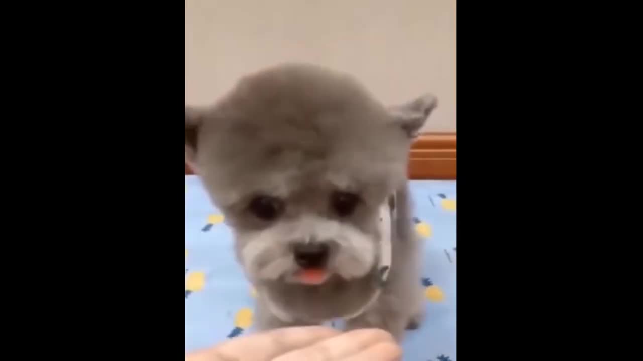 Funny moment with pets