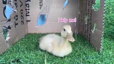 Baby help ducking stuck in rain