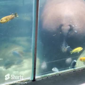 A HIPPO Out for a Stroll