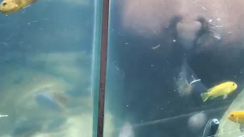 A HIPPO Out for a Stroll