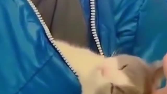 Cat sleeping inside hood of jacket