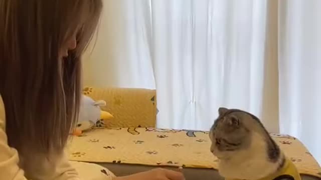 HOW TO SURPRISE A CAT - Funny Cat