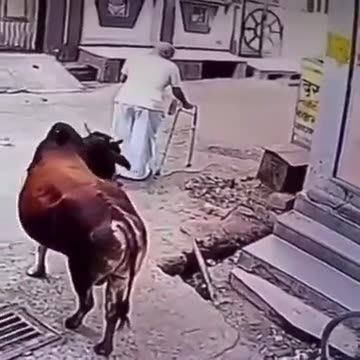 A Bull Is Going To Bull