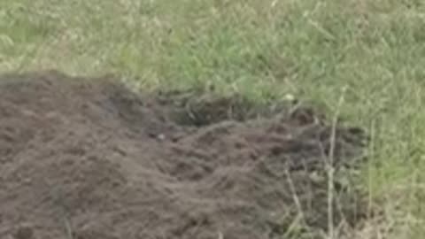 Badger Carrying young #shorts #viral #shortsvideo #video