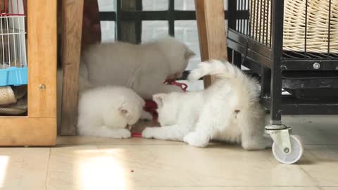 Three cute kittens