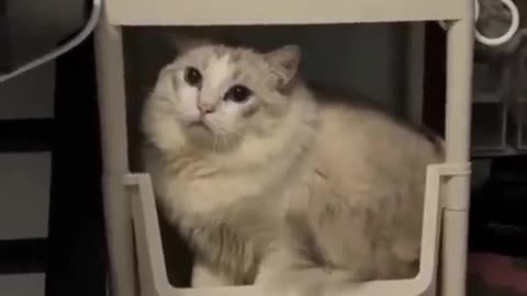 most funniest moment of the cat