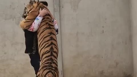 Bengal Tiger Attack Straight to the Neck😱😱