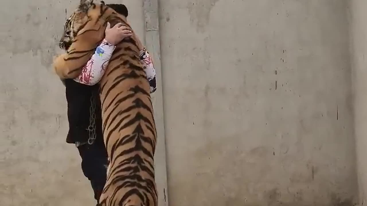 Bengal Tiger Attack Straight to the Neck😱😱