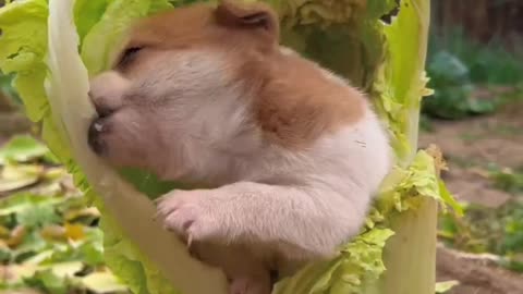 My cute pet dog loves to eat Cabbage | Eating Hilariously 😹🤣😸