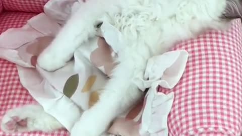 The way he sleeps is so cute