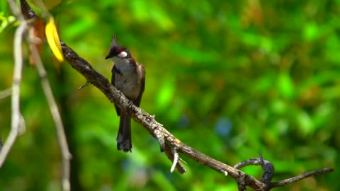 Brid sitting on the branch of tree