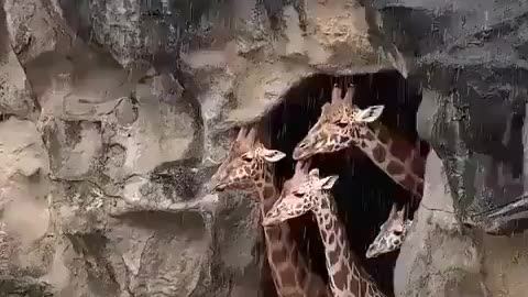 family of giraffes waits impatiently for the rain to stop