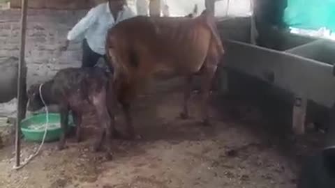 हिसाब बराबर।।COW FIGHT WITH MAN।।