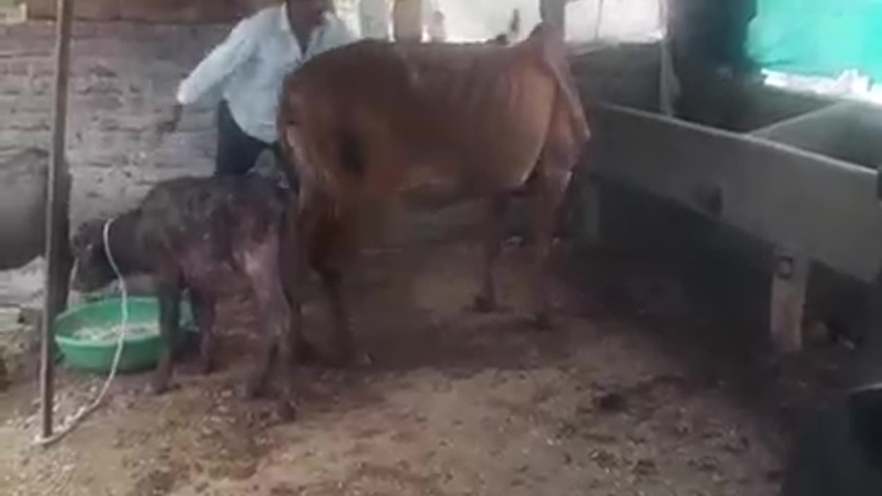हिसाब बराबर।।COW FIGHT WITH MAN।।