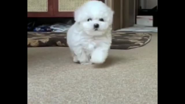 Is this a teacup dog or a Bichon Frise? Your hair is so fluffy when you run