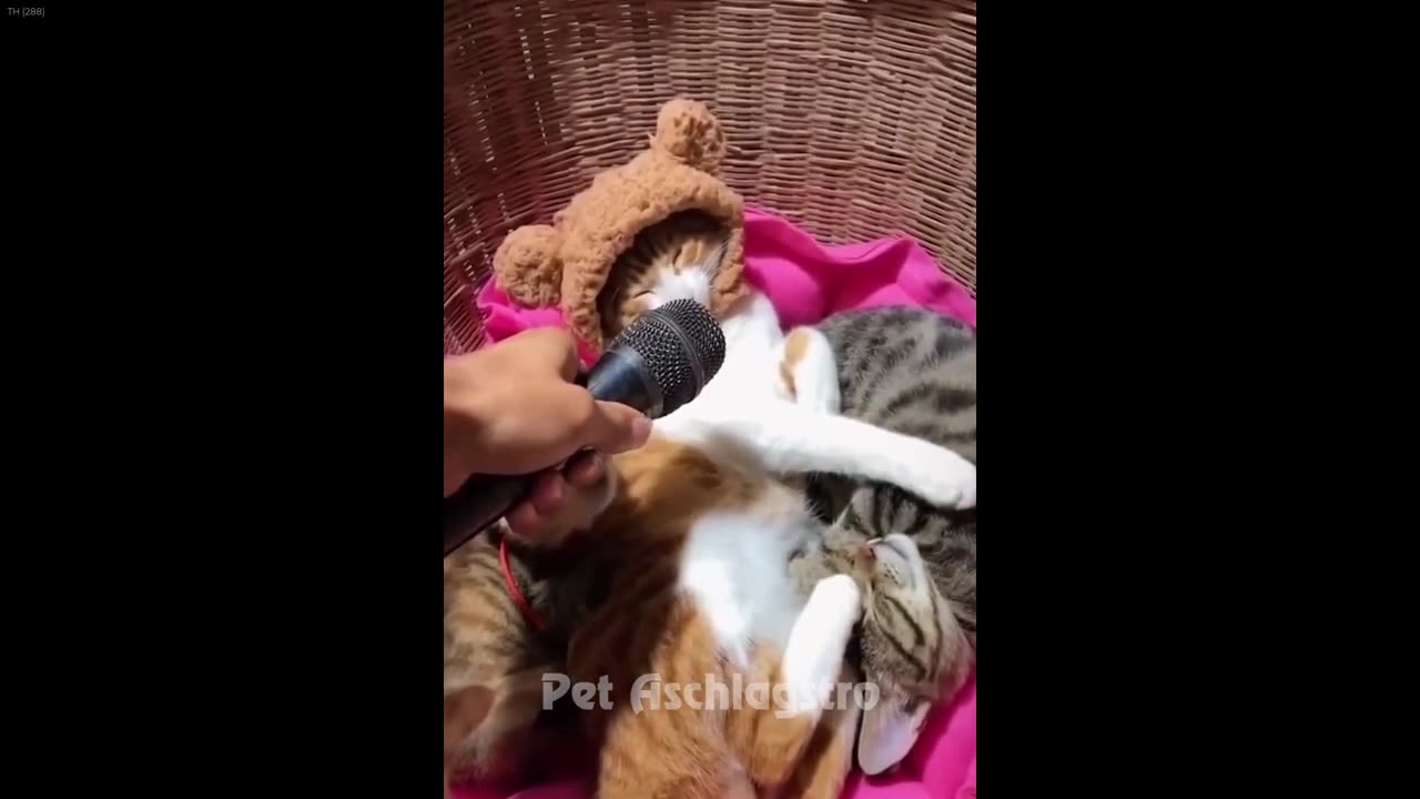 Dog and Cat Videos 6