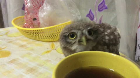 Owl Loves Tea