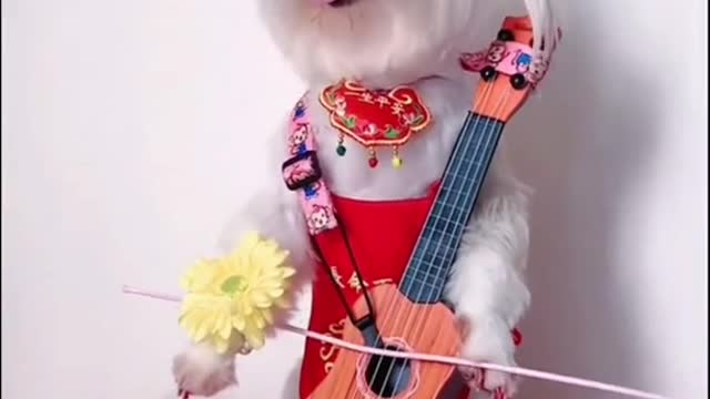 🐩Watch me play the violin