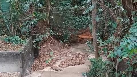 Natureza
