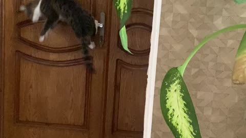 smart cat