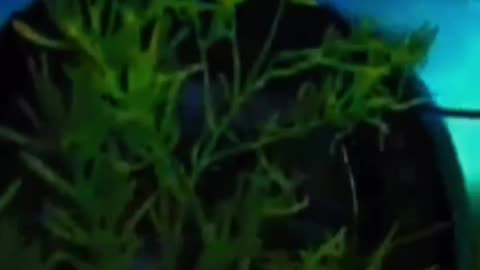 Stephen NOT Stefen Celebrates 5 Viewers Tuning In To Watching The Stream