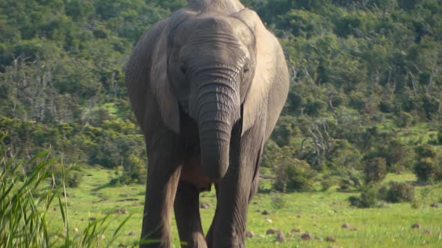 Elephant Video Collection