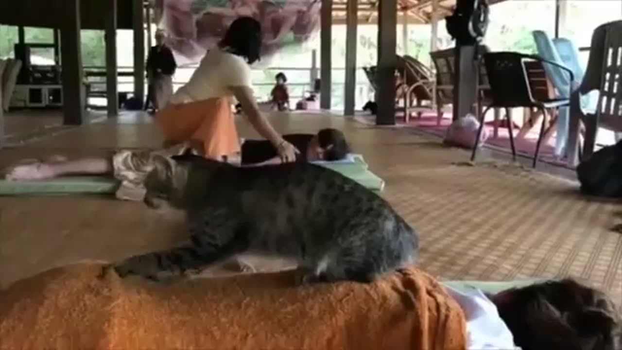 Funny Animal Video #JustforFun #Funny <3 #Cats&Dogs #Cat Video 8