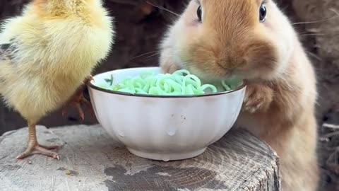 Funny animals videos