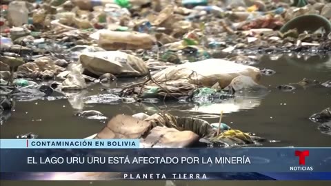 Planeta Tierra: Como hace miles de años, la totora ayuda a descontaminar este lago boliviano