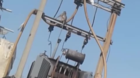 Dangerous accident of Monkey 🐒🐒😱😱