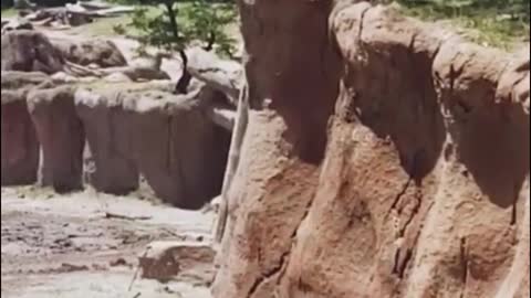 Look, the elephants are playing in the water