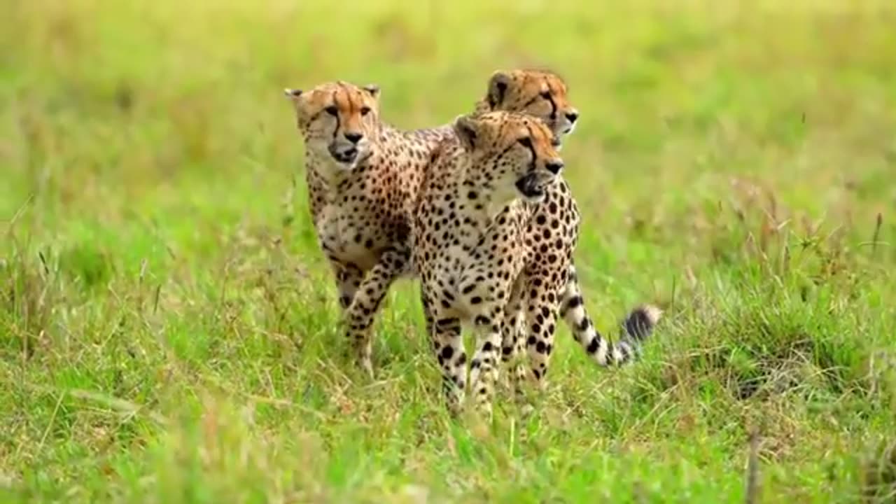 Wildlife animals can be very different from one another