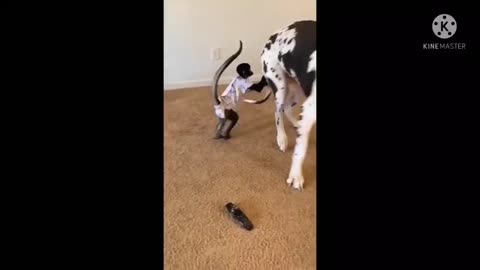 Monkey 🐒 cute reaction