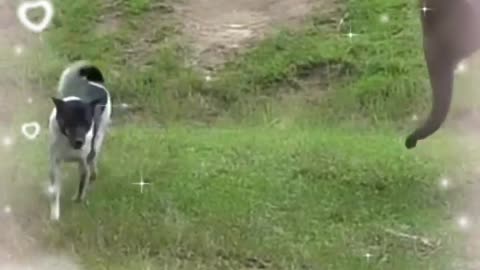 Happy Elephant playing with friend..