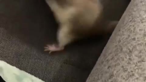 Two little rats fighting😂