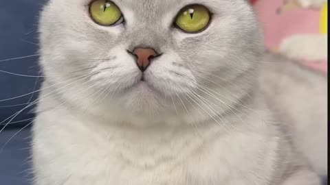 Cat funy video