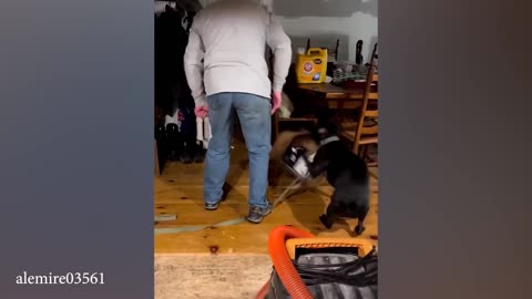 Funniest Dog's video