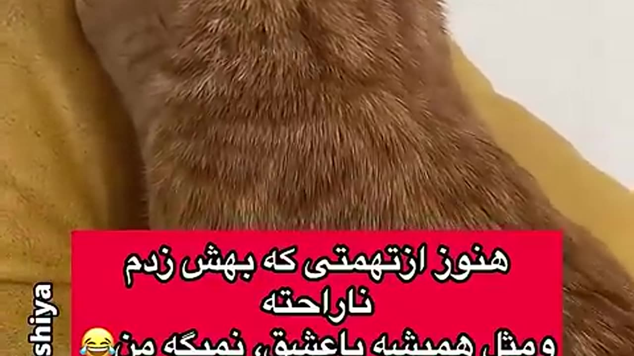 گربه سخنگو لوسی