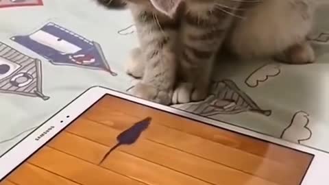 CUTE CATS #2 - Funny Cats to keep you SMILING!!!